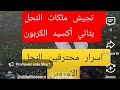 شرح استخدام ثاني أكسيد الكربون في تحفيز الملكات سابقة في عالم النحل العربي اسرار الاوروبيون فالنحل 