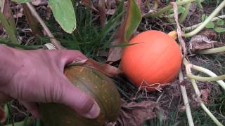 GARDEN TOUR: Backyard Garden July 2016