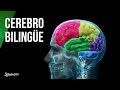 Así te cambia hablar dos idiomas: el cerebro de un bilingüe