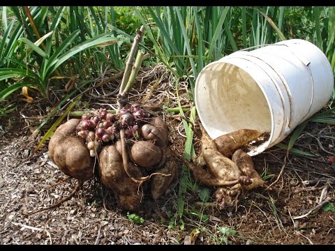 Video: Control de la alcachofa de Jerusalén - Consejos para gestionar las plantas de alcachofa de Jerusalén