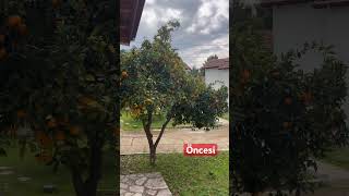 Bir Ağacı Daha Kurtardık. Bahçe Nasıl Budanır?