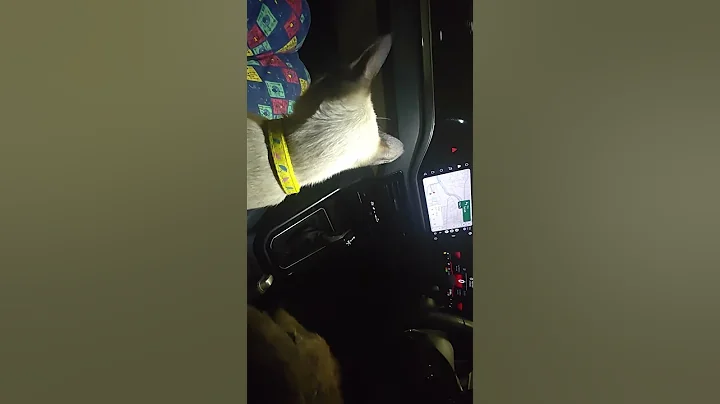 Video 11877571: siamese cat