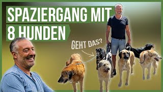 LEINENFÜHRUNG mit mehreren Hunden!  So klappt es!