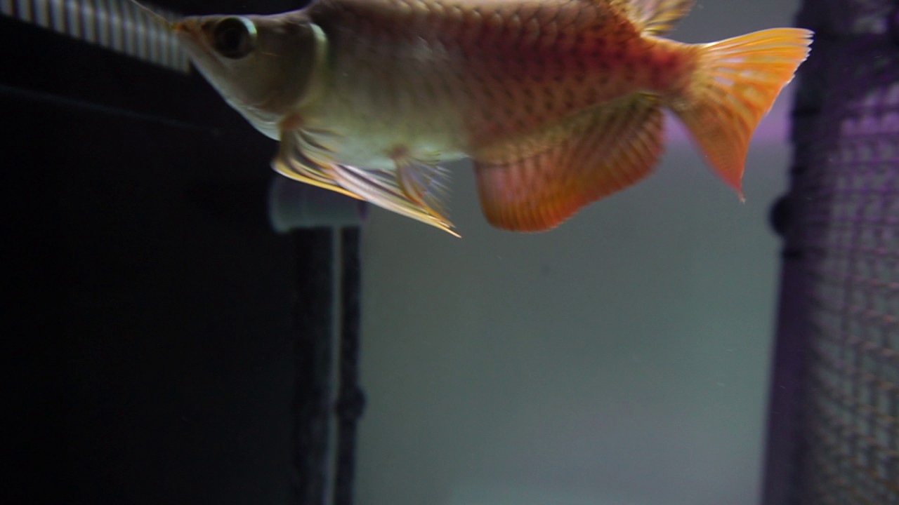 arowana tank FAFULONG INDO RED Arowana (D'red 福 D'gold 家 Arowana SG) Part 1