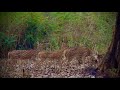 Deer in Mudumalai National Park.