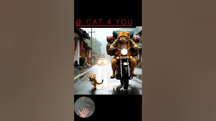 Video 11142041: british shorthair tabby cat, siamese cat british shorthair, bengal cat british shorthair, british shorthair persian cat