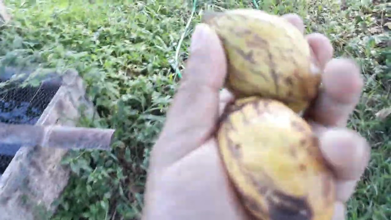 PÉS DE NOZ PECAN COM 8 ANOS QUE NÃO FRUTIFICARAM - ENXERTADOS OU NÃO ?