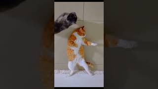 Кунг Фу Кот 😂😂😂 #Funny #Funniestcats #Cat #Catlike #Funnyvideo #Memes #Funnycats #Recommended