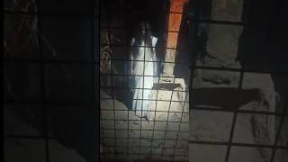 #Raat #ka #bhutiya #shorts #video #new #video #shorts #love 😱😱😱😱😱😱😱😱😱😱😱