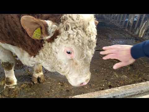 Video: Boğaları Necə Bəsləmək Olar