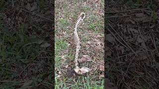 I found a deer skeleton in the woods 🫣🦴 #bones
