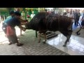 45+ Gambar Qurban Lucu