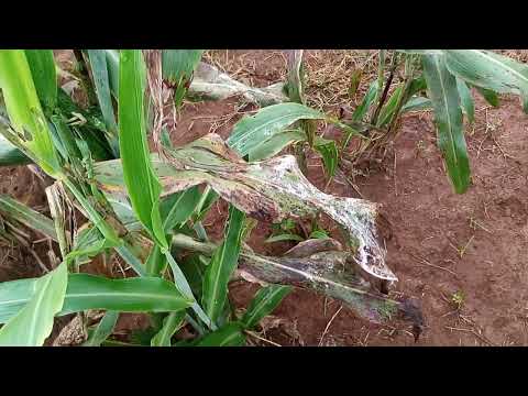 Ergot Disease in