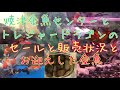焼津金魚センターとトレジャードラゴン【静岡県中部の金魚屋巡りでお迎えした金魚たち】