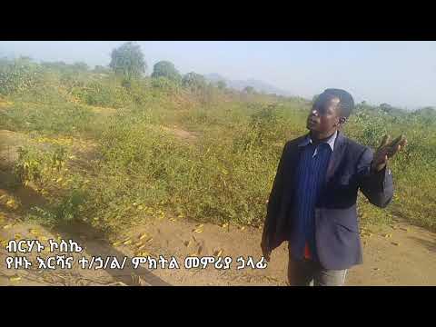 የአንበጣ መንጋ ክስተት በኮንሶ ዞን