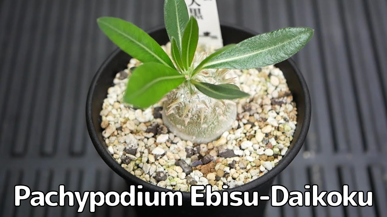 Pachypodium Ebis-Daikoku パキポディウム 恵比寿大黒 [Variety of succulent introduction]