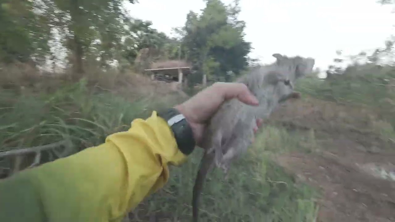 ใส่หนูโนนหมากมุ่น/หนองจานวันที่ 2