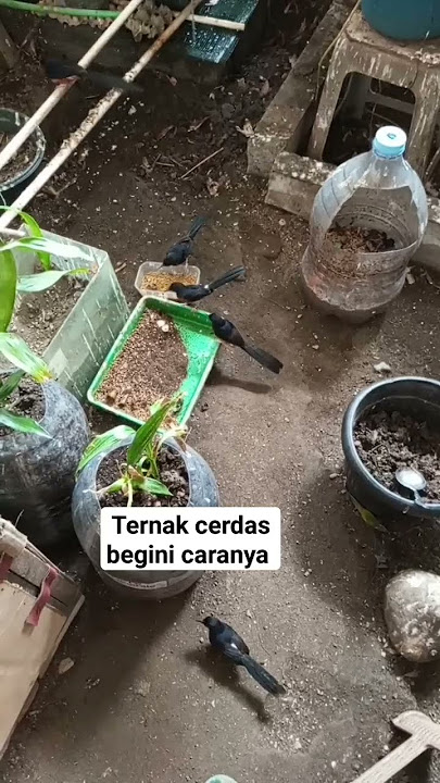 hemat budget begini caranya breeding murai batu prestasi untung #bisnisrumahan #bisnispemula #murai