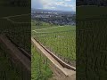 first ever Riesling wine Vineyard in Germany. #travel #wine #winetours #shorts #shortsvideo #europe