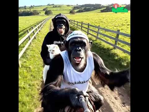 رحلة جديدة لميمون وميمونة تفتكروا رايحين فين