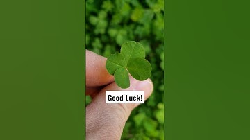 Here is a 4 leaf clover flr you. I hope it brings you some luck today. #4leafclover