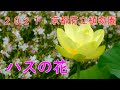 2021年7月　京都府立植物園のハスの花　ＫＹＯＴＯ　ＪＡＰＡＮ