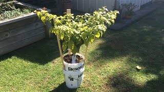This is my own carolina reaper plant that has been growing for a few
months in self watering bucket which resulted great growth short time
. pr...