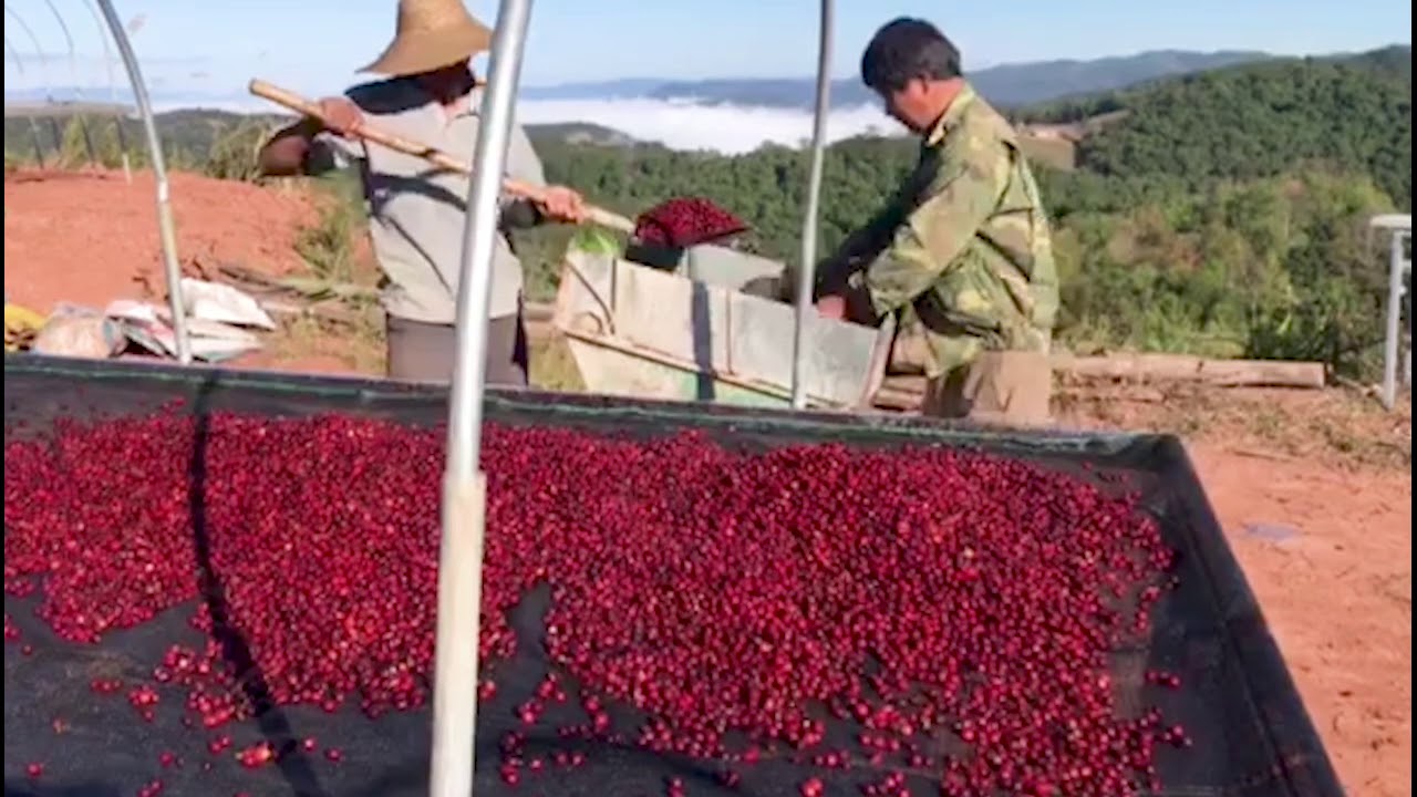 Yunnan Coffee Farm