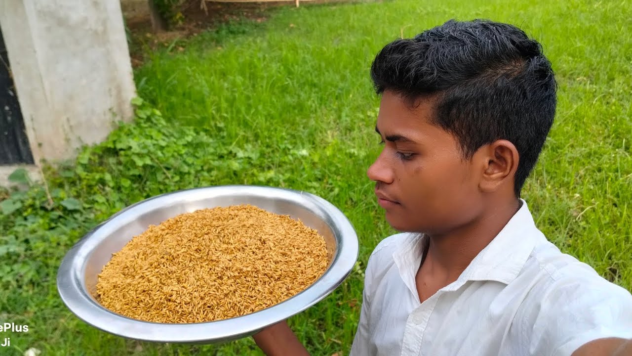 || धान का बेहन लेकर आ गए खेत में डालने के लिए || Yt Rohit Nishad Vlog ||