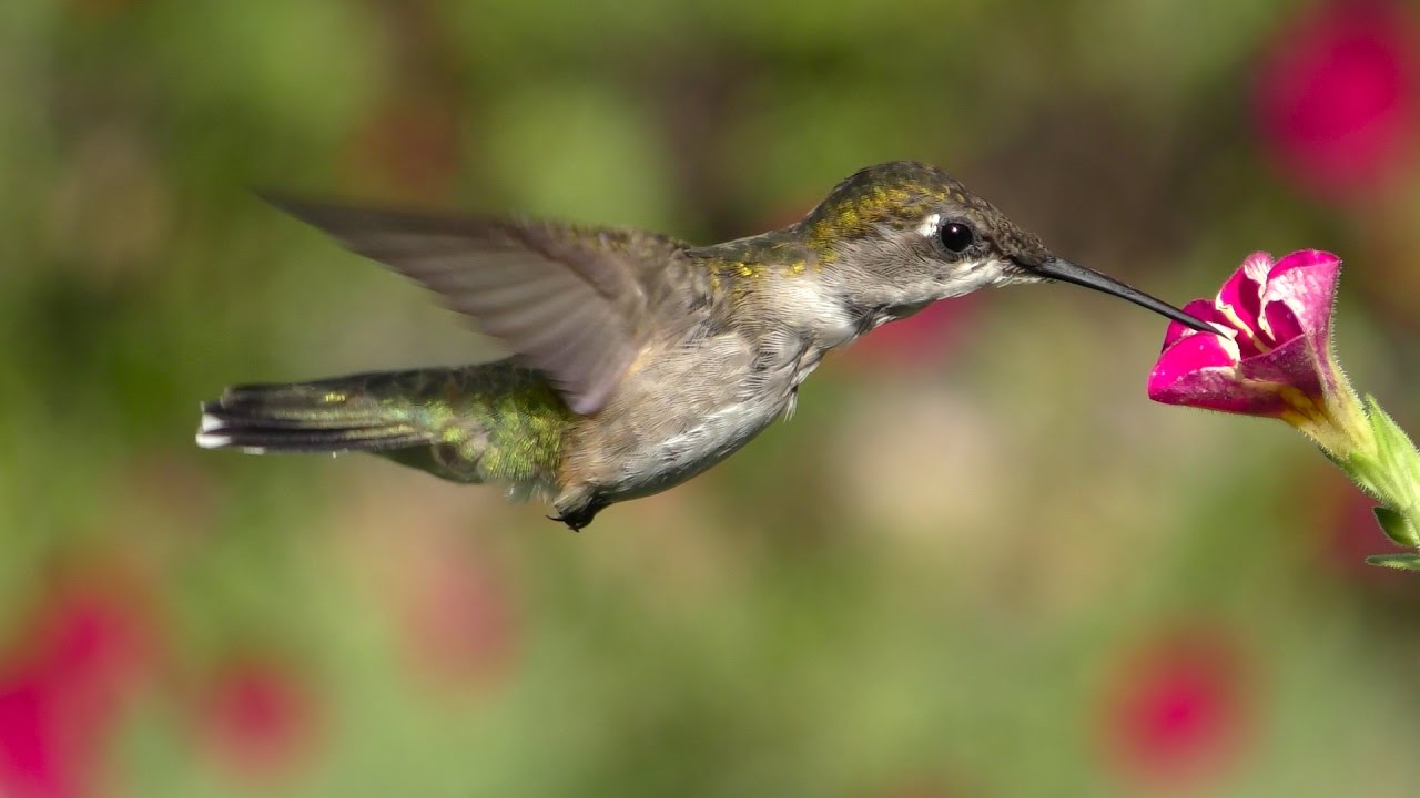 bee hummingbird flying