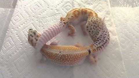Emerine Enigma x White & Yellow "G Project": Leopard Geckos Breeding