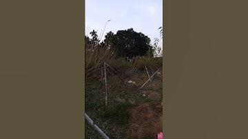 VƯỜN ĐÀO TẾT - ĐỨC THIỆP - Xử lý đào nở hoa chuẩn bị phục vụ bà con dịp tết nguyên đán 2025 - P3