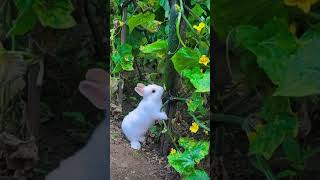 #cutecars #cuteanimals #rabbit