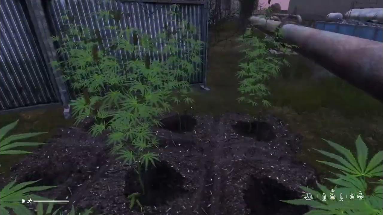 DayZ First Weed Grow YouTube