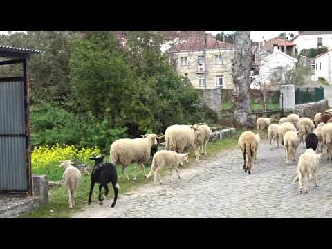 Ovelhinhas vão para o pasto - Sernancelhe