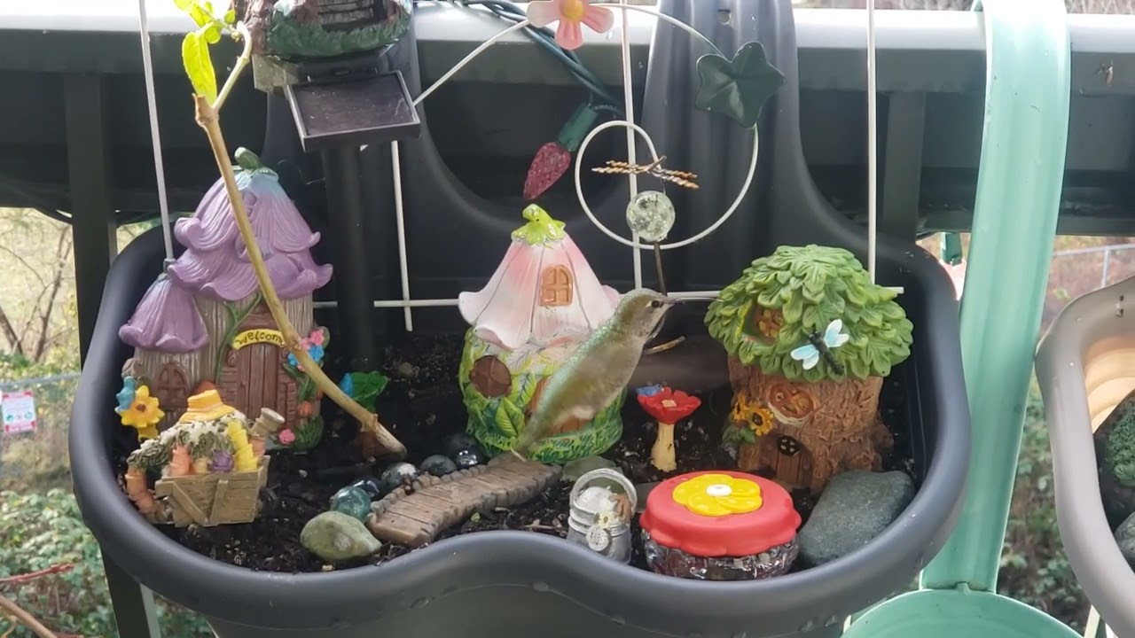 A few seconds of emerald green. An Anna hummingbird enjoys a drink in the rainy weather.