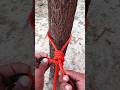 Essential Popular Rope Knot