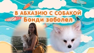 Поездка в Абхазию с собакой. Необходимые документы. |NEW|