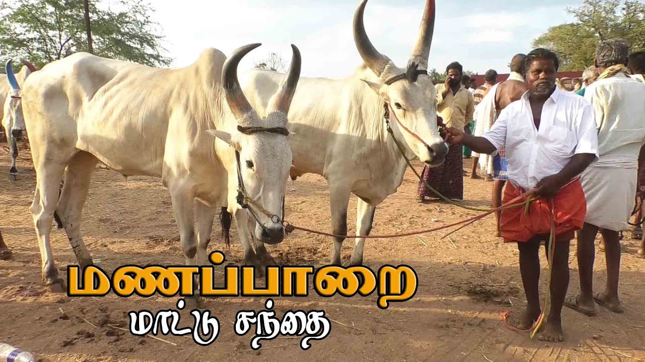 Manapparai mattu santhai | மணப்பாறை மாட்டு சந்தை