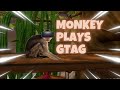 Monkey plays Gorilla Tag...