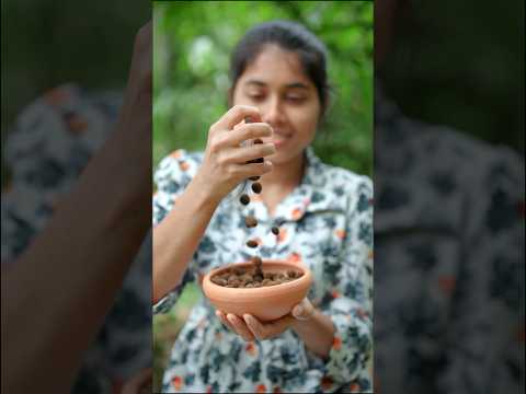 Do You Know This Fruit? 🤤 Mouth Watering Black Velvet Tamarind ගල් සියඹලා රස බලලා තියනවද? #shorts