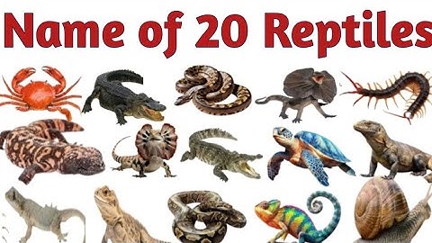 Reptiles Name | Reptiles Name in Hindi and English | Names of Reptiles #reptilesname #mathtabletv 