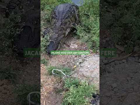 🐊 Jacaré-de-papo-amarelo veio dar um confere. #wildlife #jacare #attack #caiman
