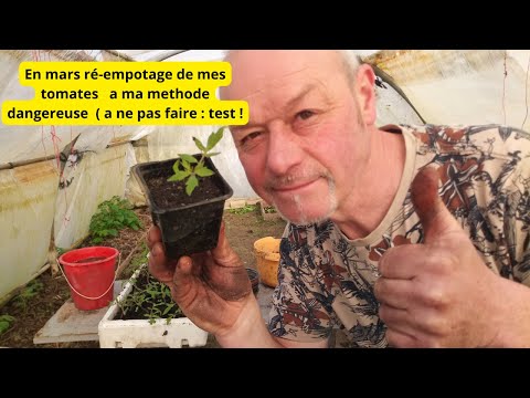 Nutilisez pas cette méthode !    Comment ré-empoter vos petites  tomates  !