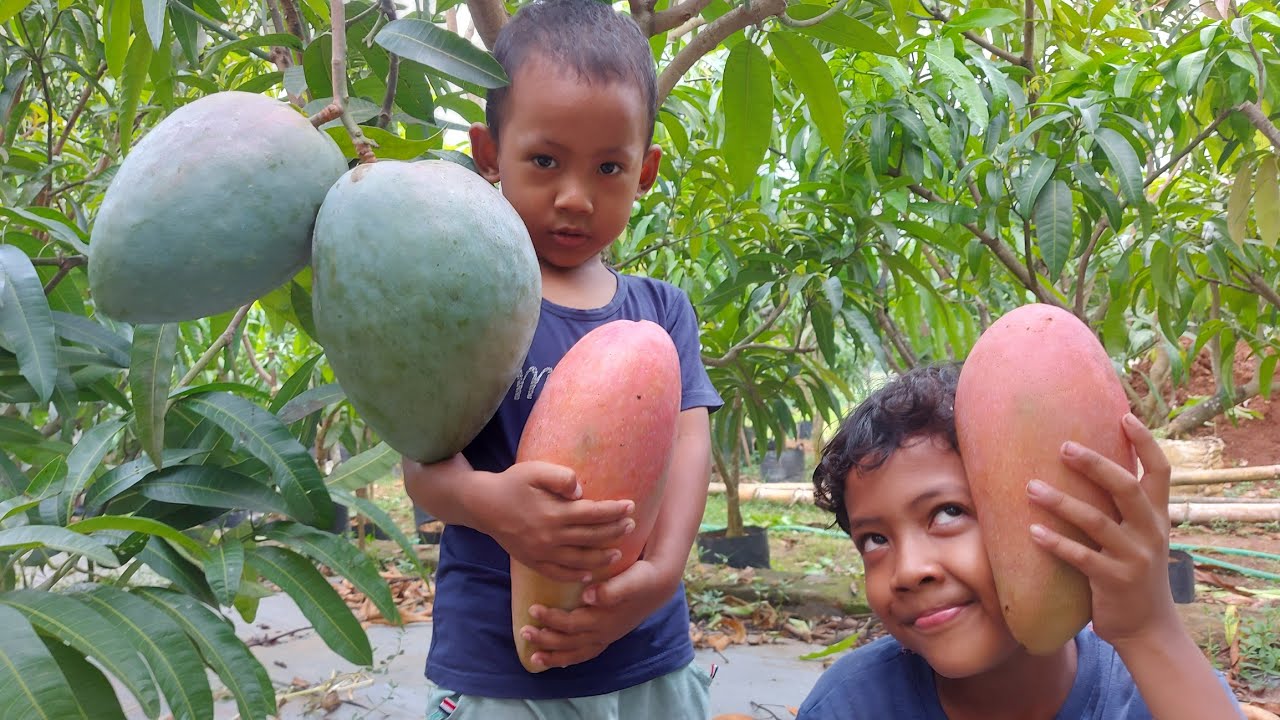 MANGGA COCONUT PAKISTAN & RED IVORY