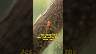 Diy Shrimp Egg Tumbleri Cant Believe This Worked