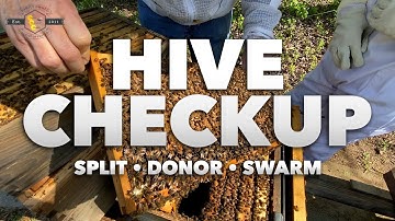 Hive Checkup: Split, Donor, and Swarm [Inspecting 3 hives after Spring Bee Activity] 2021