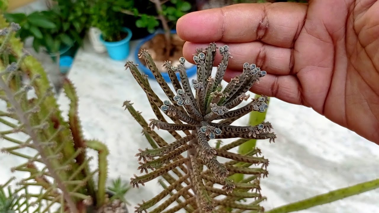 Care Propagation Of Mother Of Million Bryophyllum Delagoensis care-propagation-of-mother-of-million-bryophyllum-delagoensis
