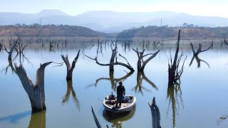 Los Peces Grandes Viven en estos Árboles! | Pesca de Lobina