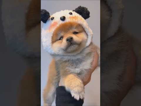 柴犬さん見て癒やされたら寝ろwww #動物 #イヌ #柴犬